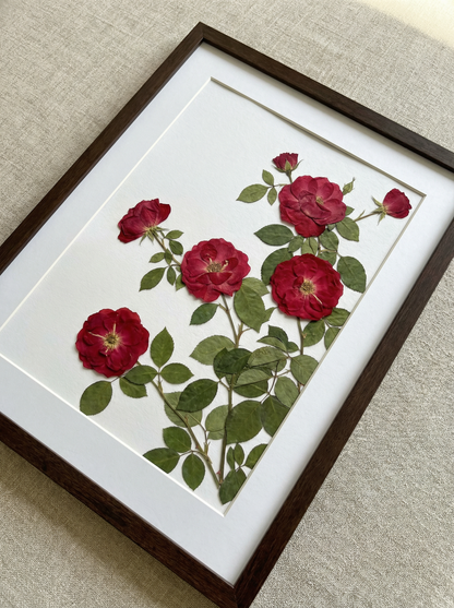 Scarlatto Rampicante