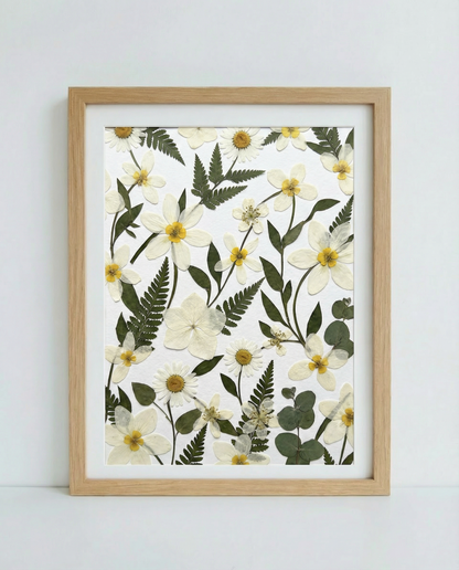 Campi di Margherite Selvatiche